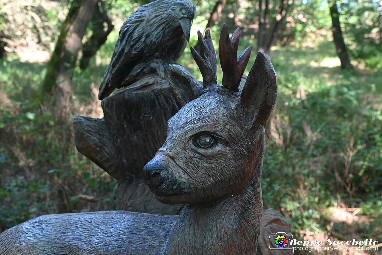 VBS_4755 - Il bosco fatato - Montaldo Roero.jpg